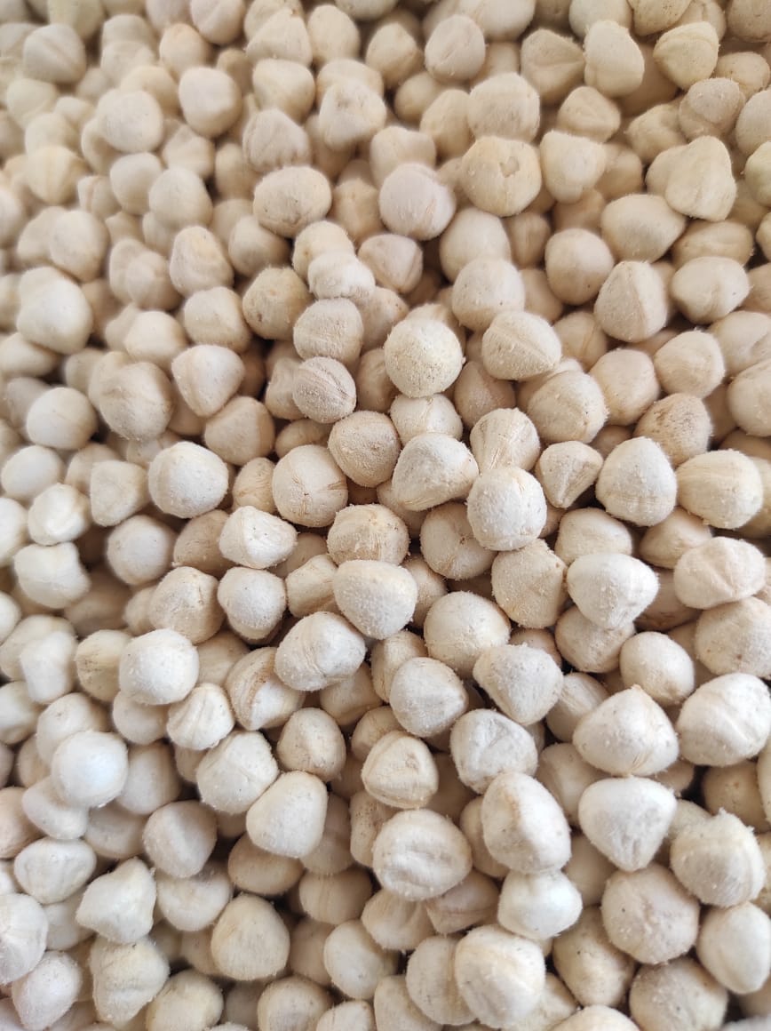 SVM Exports MORINGA KERNEL SEEDS